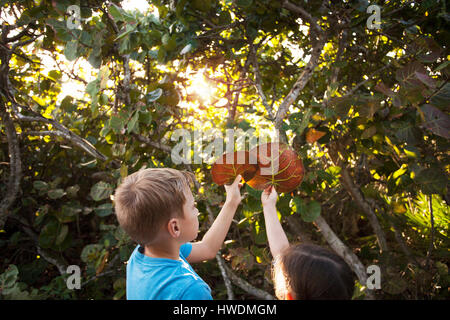 Boy and girl holding up seagrape (occoloba uvifera) leaves, Blowing Rocks Preserve, Jupiter, Florida, USA Stock Photo