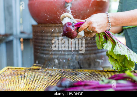 Woman's hands washing beetroot on allotment Stock Photo