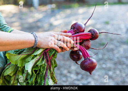 Woman's hands holding bunch of beetroot on allotment Stock Photo