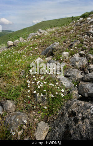 Spring sandwort or leadwort grows happily on lead mining spoil heaps toxic to many plants as here at Priestcliffe Lees in Derbyshire UK Stock Photo