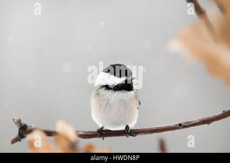 Black Capped Chickadee bird on perch in winter.