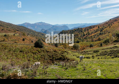 Cows grazing on a hillside in the Pyrenees, France Stock Photo