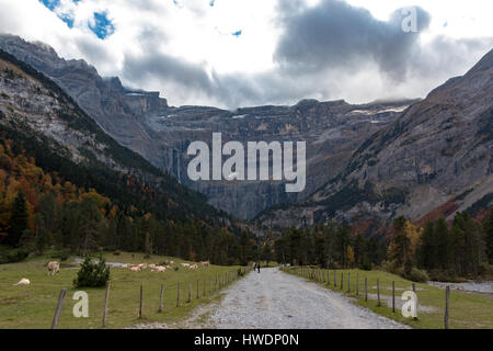 Cows by the side of the road in the Cirque de Gavarnie in the Pyrenees Stock Photo
