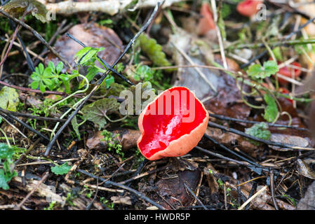 Scarlet elf cup (Sarcoscypha austriaca) Stock Photo