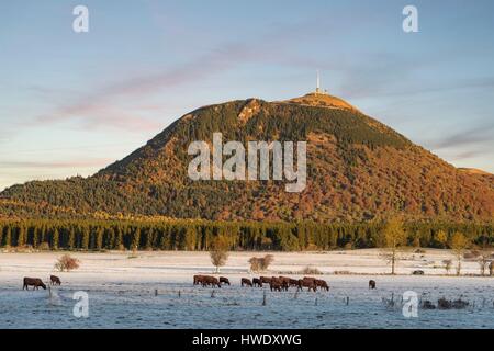 France, Puy de Dome, Orcines, Chaine des Puys, Regional Natural Park of the Auvergne Volcanoes, herd of cows in front Puy de Dome volcano Stock Photo