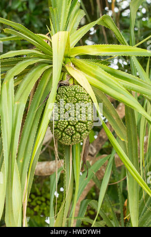 Pandanus Fruit in Ujung Kulon National Park, Java, Indonesia Stock Photo