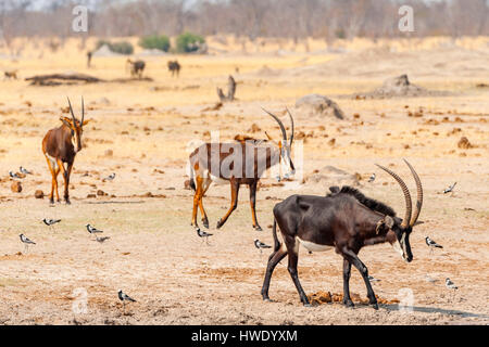 Sable Antelope Hippotragus niger seen in Zimbabwe's Hwange National Park Stock Photo