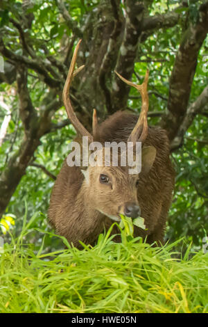 Bawean Hog Deer, Hyelaphus kuhlii on Pulau Bawean, Indonesia Stock Photo