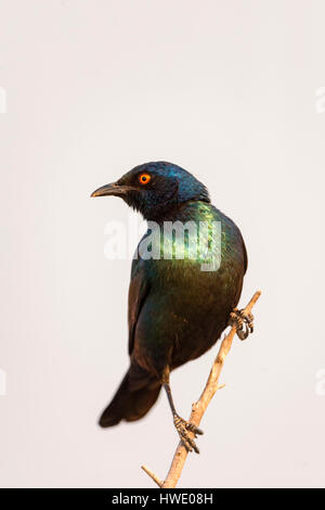 A Lesser Blue Eared Glossy Starling Lamprotornis chloropterus Stock Photo