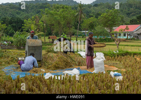 Rice Harvesting, Pulau Bawean, Indonesia Stock Photo