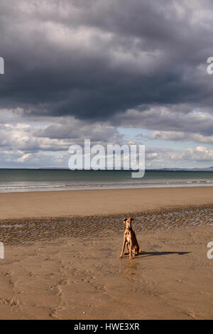 Greyhound saluki lurcher cross dog sitting alone on a Welsh beach in the evening sunshine Stock Photo