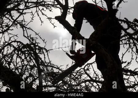 lumberjack,tree surgeon or Arborist walks up a cart track to pollard a bramley tree with a husqvarna chainsaw