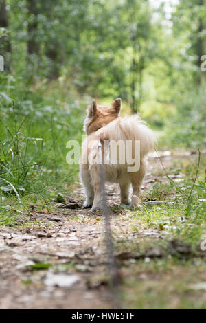 Long haired chuhuahua pet dog. Stock Photo