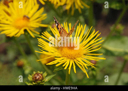 Butterfly sits on a flower drink nectar from yellow flowers and pollinate them Stock Photo