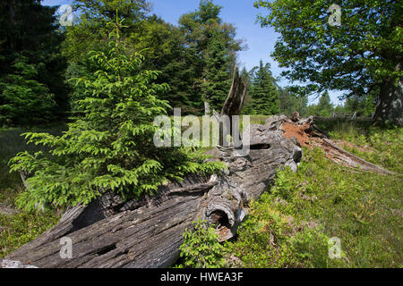 Totholz, Holz, Stamm, als Lebensraum für Tiere, alter abgestorbener Eichenstamm, Eiche, deadwood, dead wood Stock Photo