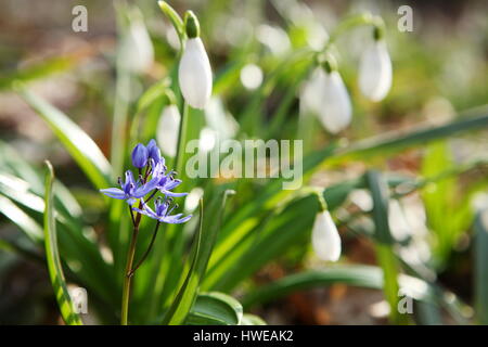 Flowering Blue Squil and snowdrops in spring forest. (Galanthus nivalis) Stock Photo