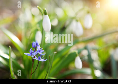 Flowering Blue Squil and snowdrops in spring forest. (Galanthus nivalis) Stock Photo