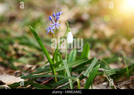 Flowering Blue Squil and snowdrops in spring forest. (Galanthus nivalis) Stock Photo