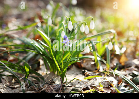 Flowering Blue Squil and snowdrops in spring forest. (Galanthus nivalis) Stock Photo