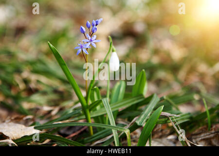 Flowering Blue Squil and snowdrops in spring forest. (Galanthus nivalis) Stock Photo