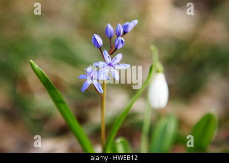 Flowering Blue Squil and snowdrops in spring forest. (Galanthus nivalis) Stock Photo