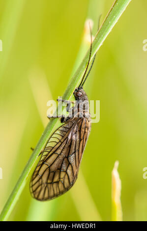 alderfly (Sialis lutaria) hanging from a stem of a plant Stock Photo