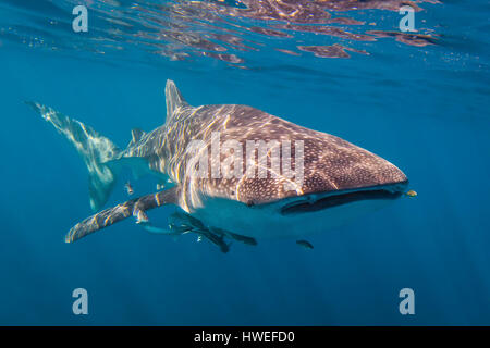 Whale Shark (Rhincodon typus) Stock Photo