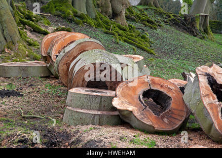 Tree cut into rings in a Derbyshire country garden Stock Photo