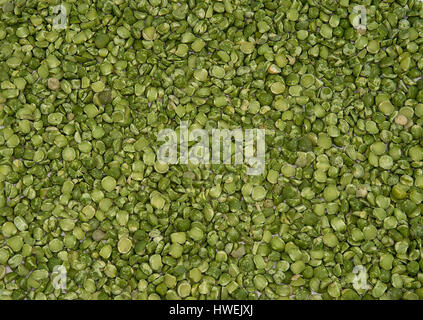 Dry split green peas texture background carpet Stock Photo