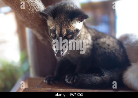 The animal, used for the production of expensive most gourmet coffee Kopi Luwak Stock Photo