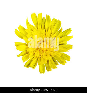 Yellow Dandelion Flower Isolated on White Stock Photo