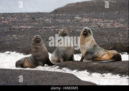 Three antarctic fur seals (Arctocephalus gazella), Deception Island, Antarctica