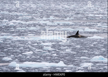 Orca (Orcinus orca) swimming in Lemaire channel, Antarctic Stock Photo