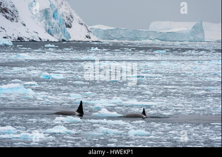 Orcas (Orcinus orca) swimming in Lemaire channel, Antarctic Stock Photo