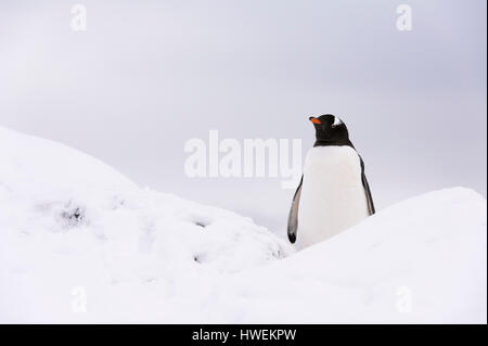 Gentoo penguin (Pygoscelis papua), Petermann Island, Antarctica Stock Photo