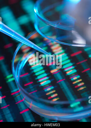 Genetic Research, A human sample being pipetted into a petri dish for genetic analysis sitting on DNA sequence Stock Photo