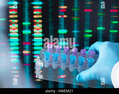 DNA Research, Scientist holding up a tray of DNA samples with results on the computer screen Stock Photo