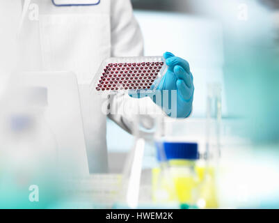 Scientist preparing blood samples in a multi well plate for clinical testing in a laboratory Stock Photo