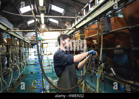 Farmer milking cows in dairy farm, using milking machines Stock Photo