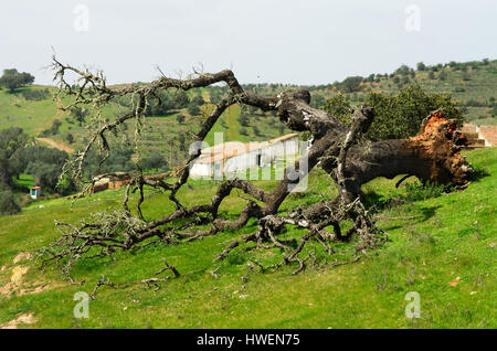 Old and dead Evergreen Oak tree (Quercus ilex or Quercus rotundifolia) fallen to the ground from its roots with an old small house and hill in the bac Stock Photo