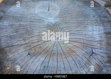 Weathered and cracked block from Black Poplar tree Stock Photo