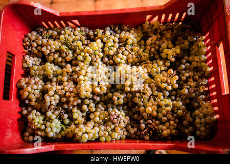 Overhead view of bunches of harvested grapes in vineyard crate Stock Photo