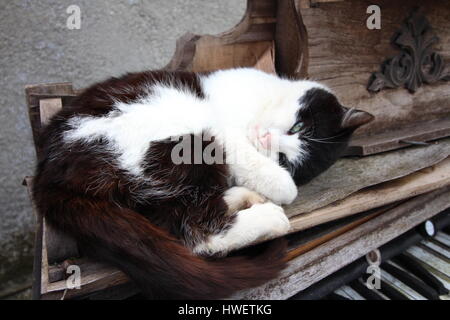 Black and white cat lying on an old piano outside Stock Photo