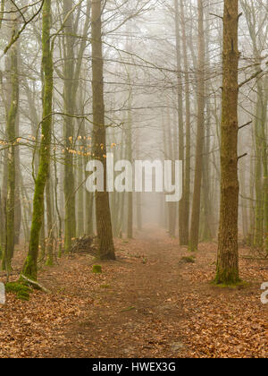 Trees in foggy woodland,UK Stock Photo