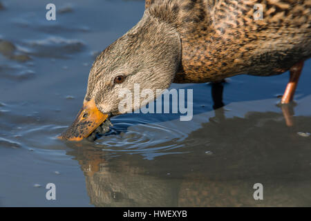 Muddy water exits from the sides of a mallard hen (Anas platyrhynchos) bill as it filters water for food particles. Duck eats plants and invertebrates Stock Photo