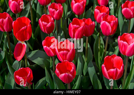 Dutch tulips Rosy Delight, Darwinhybrid Group, Keukenhof Gardens, Lisse near Leiden, Netherlands Stock Photo