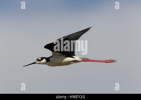 Flying black-necked stilt (Himantopus mexicanus) against a blue sky background. Elegant black and white pattern with long pink legs is unique to bird. Stock Photo