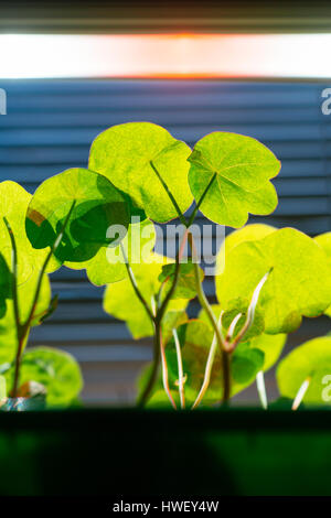 Growing flower seedlings indoors under full spectrum LED lighting Stock ...