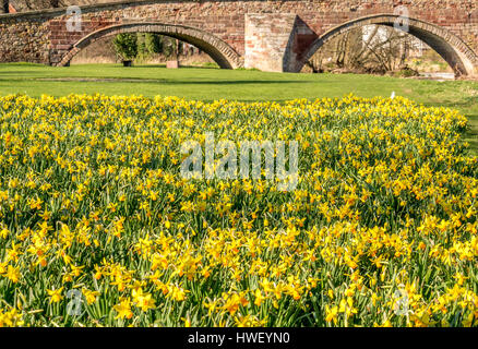 A bed of bright yellow daffodils, Narcissi, in front of old arched sandstone Nungate bridge, Haddington, East Lothian, Scotland, UK Stock Photo