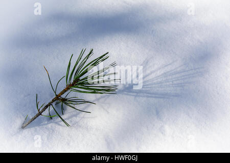 Pine needles on freshly fallen snow in the forest. Stock Photo